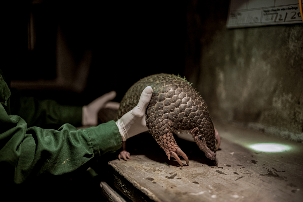 Rescuing the Pangolin, the World's Most Trafficked Animal Feature Shoot