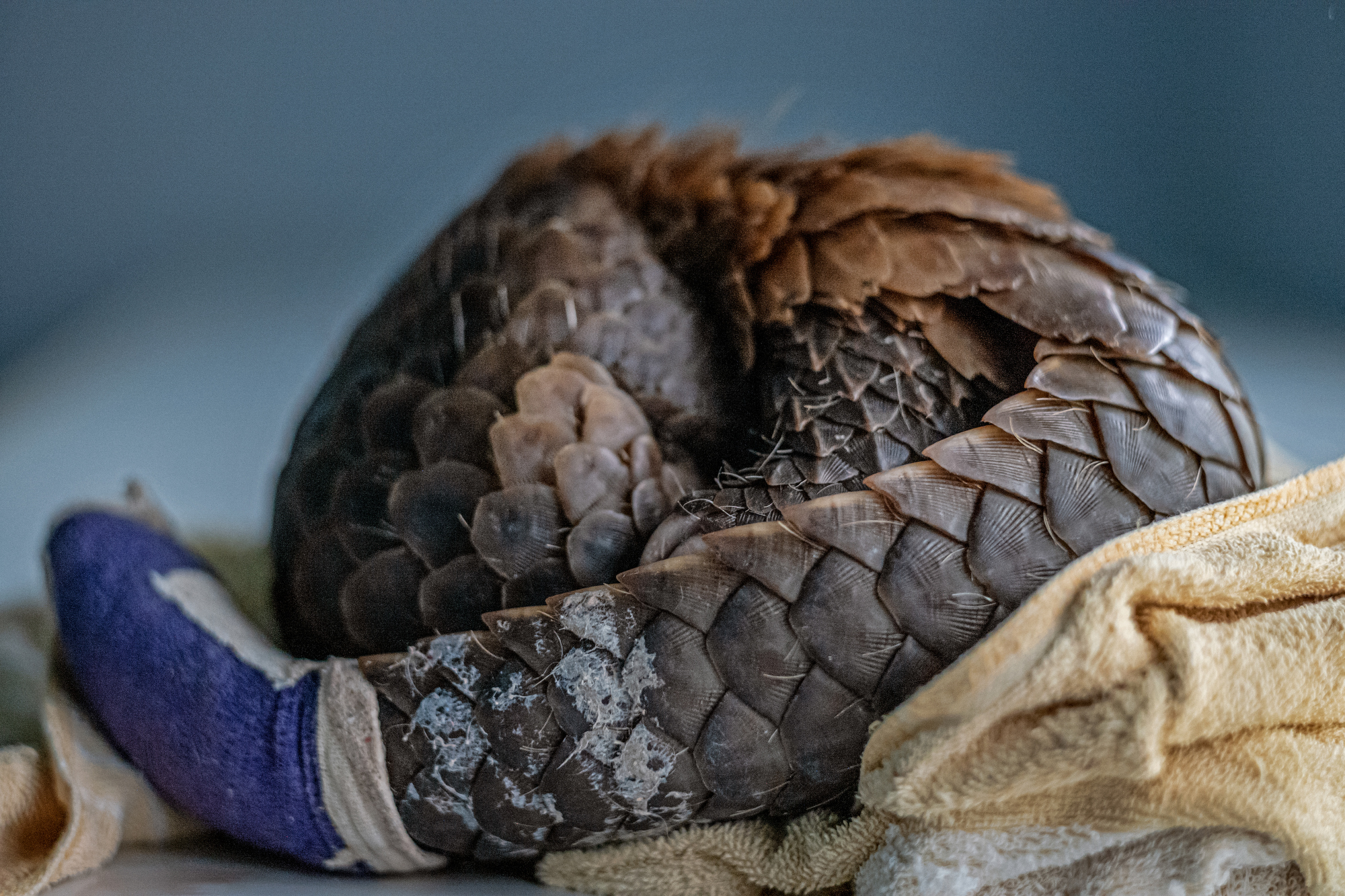 Rescuing the Pangolin, the World's Most Trafficked Animal - Feature Shoot
