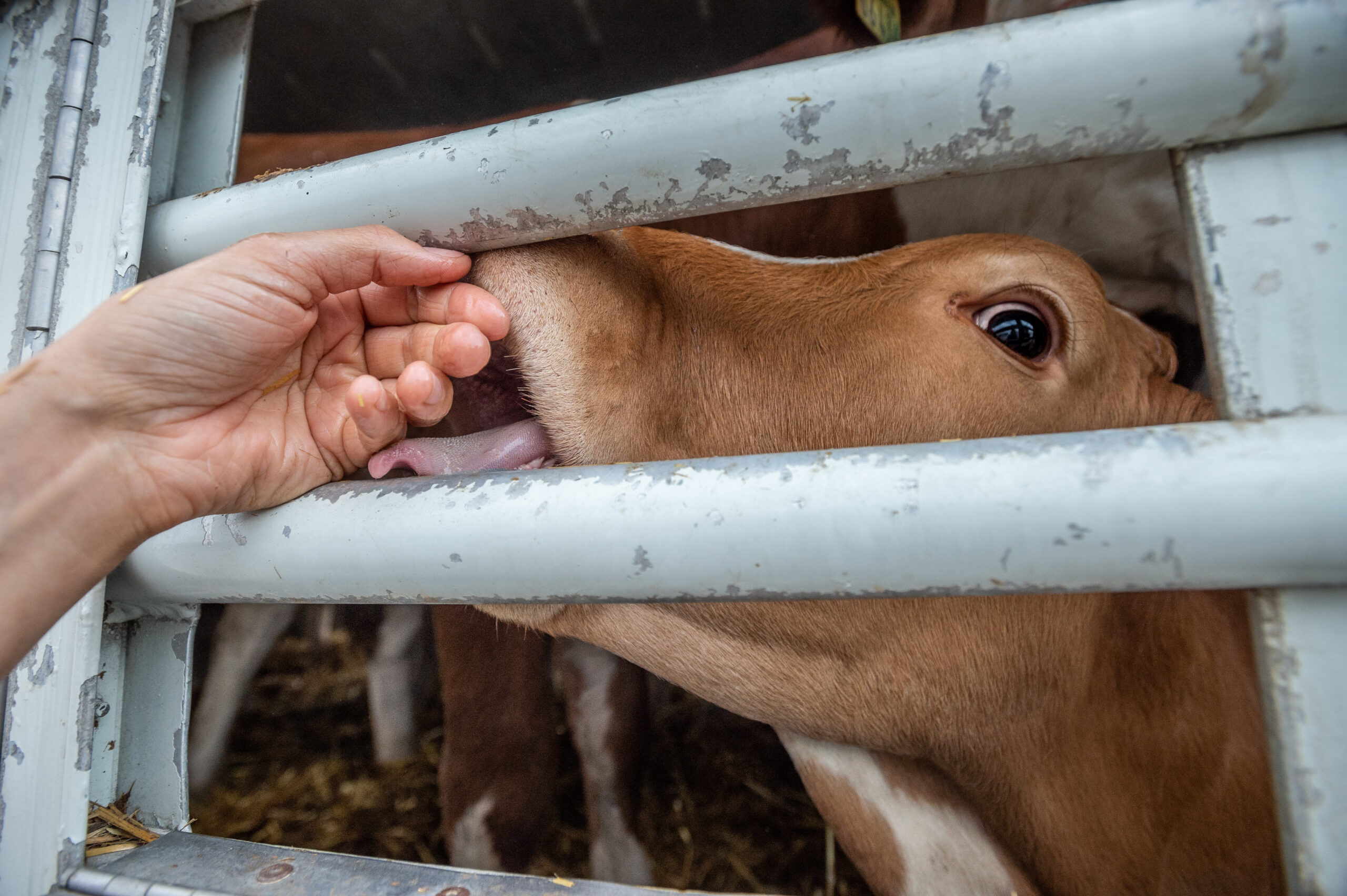 Shedding Light on the Brutal Truth at the Heart of the Meat Industry - Vimarsana News