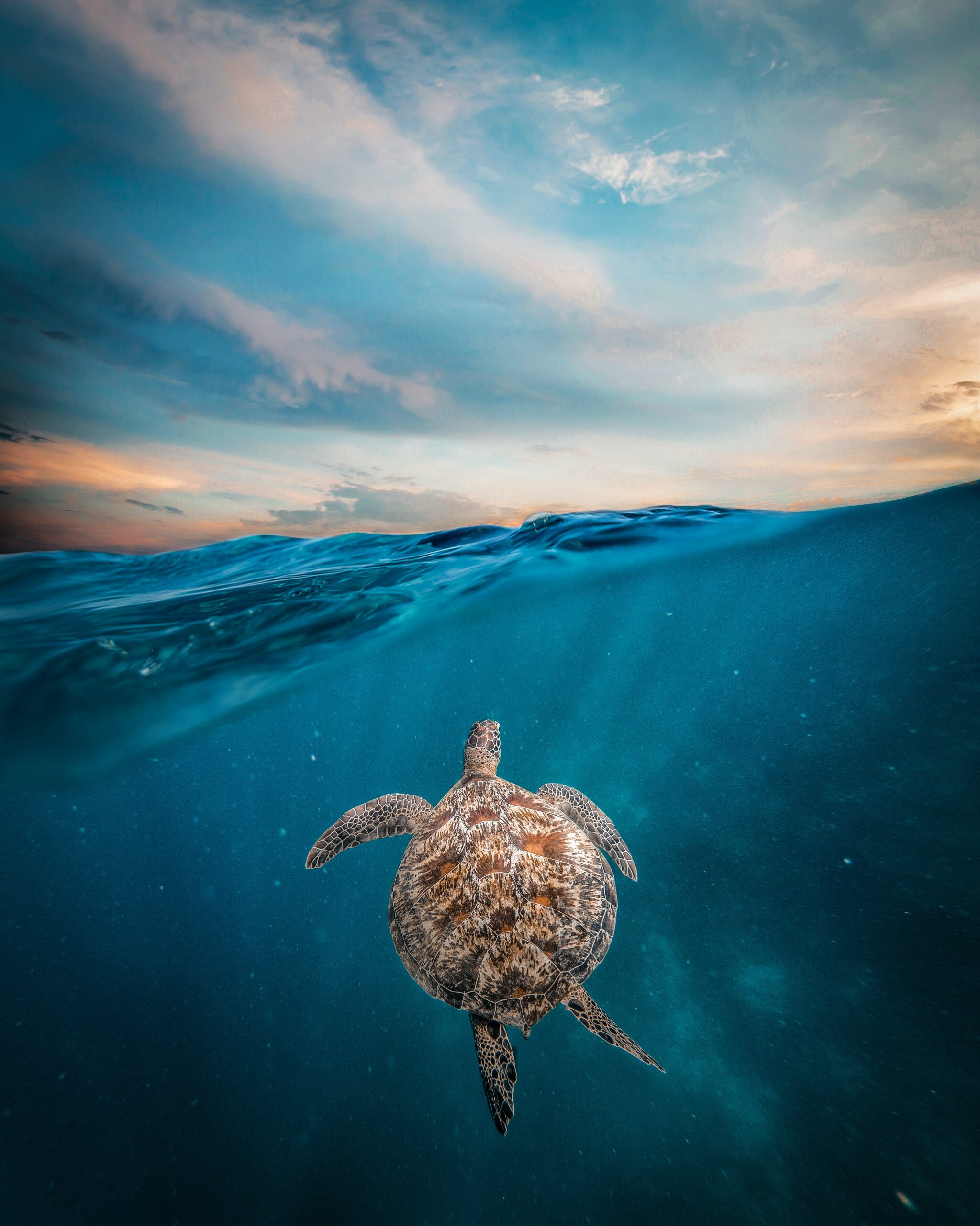 4,400 Photographers Donate over 25,000 Images to Support Wildlife - Vimarsana News