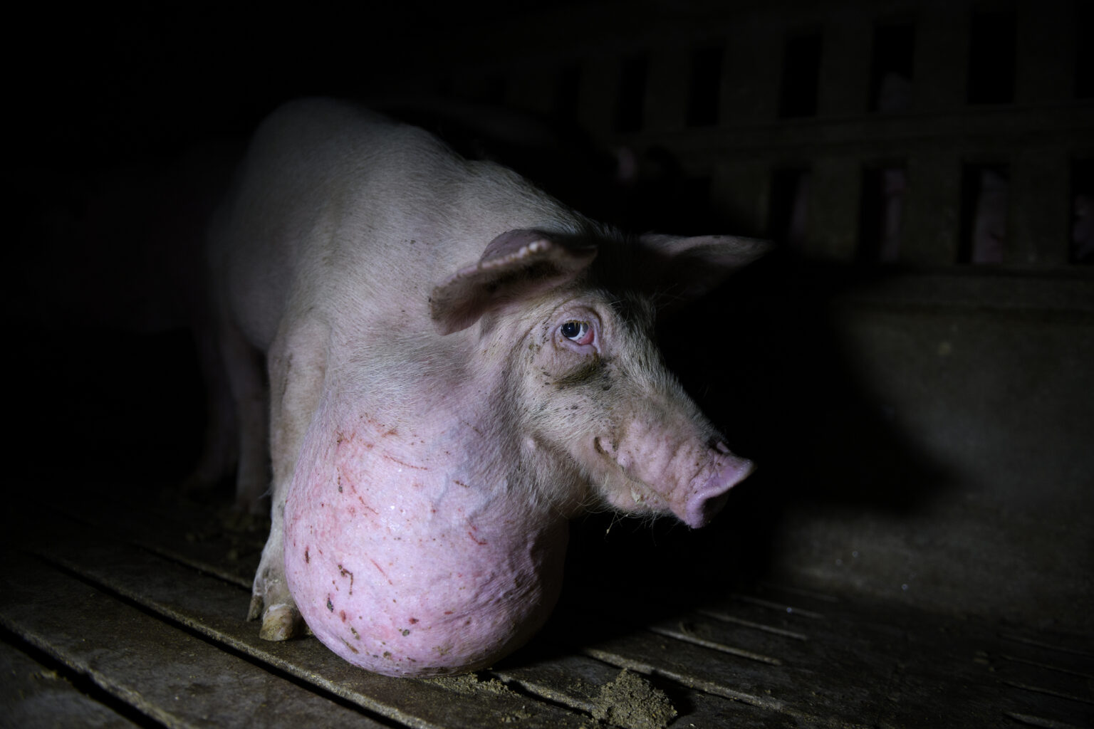 A Photographer Exposes the Unbearable Cruelty of Pig Farming Feature