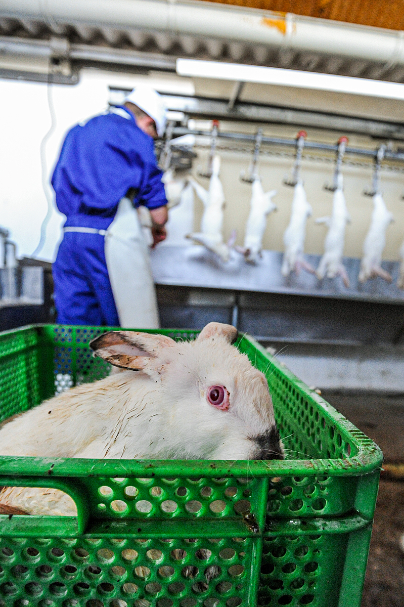 Inside the Hidden World of Rabbit Factory Farming
