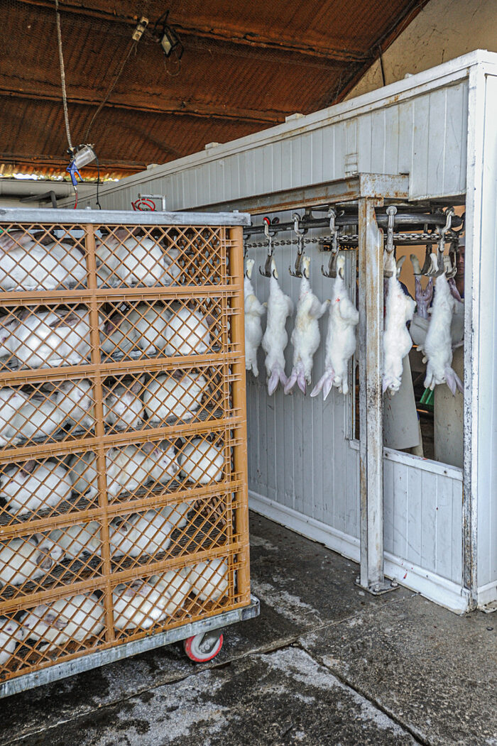Inside the Hidden World of Rabbit Factory Farming