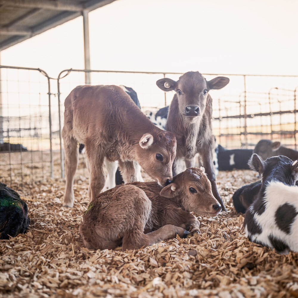 Think Dairy Farming Isn't Cruel? It is. - Feature Shoot