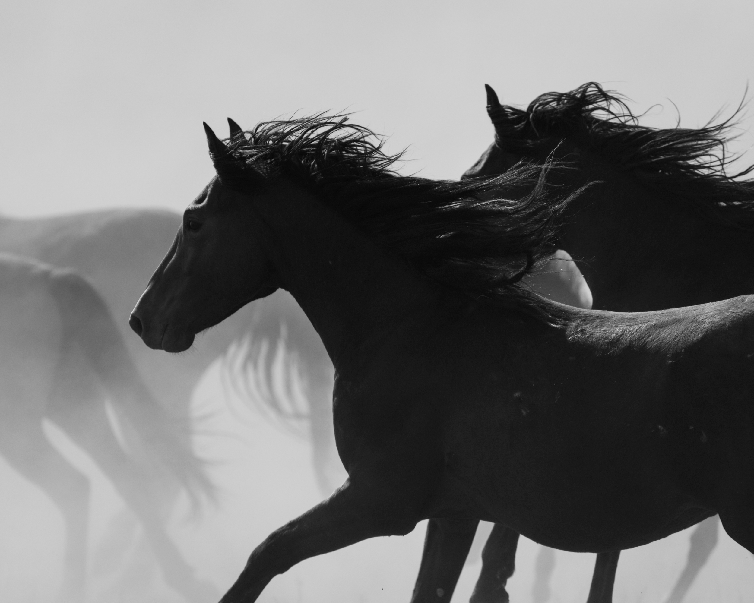 An NFT Collection Gives Voice to America's Wild Horses - Feature Shoot