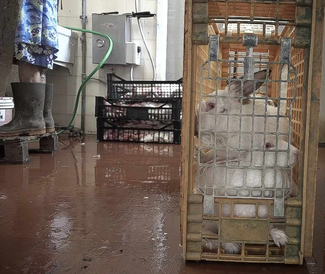 Rabbit meat slaughterhouse Feature Shoot
