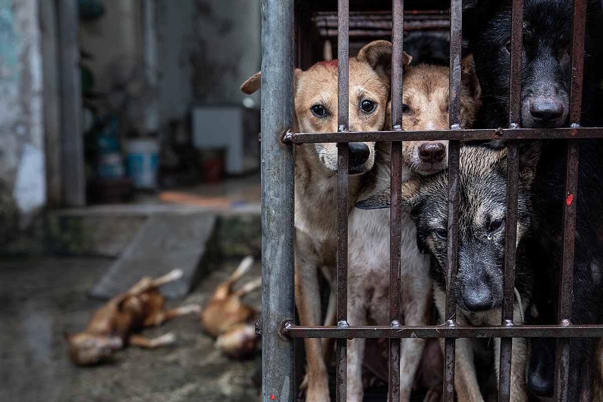 An Investigation Into Wet Markets Selling Dogs, Cats, and Wildlife in Vietnam
