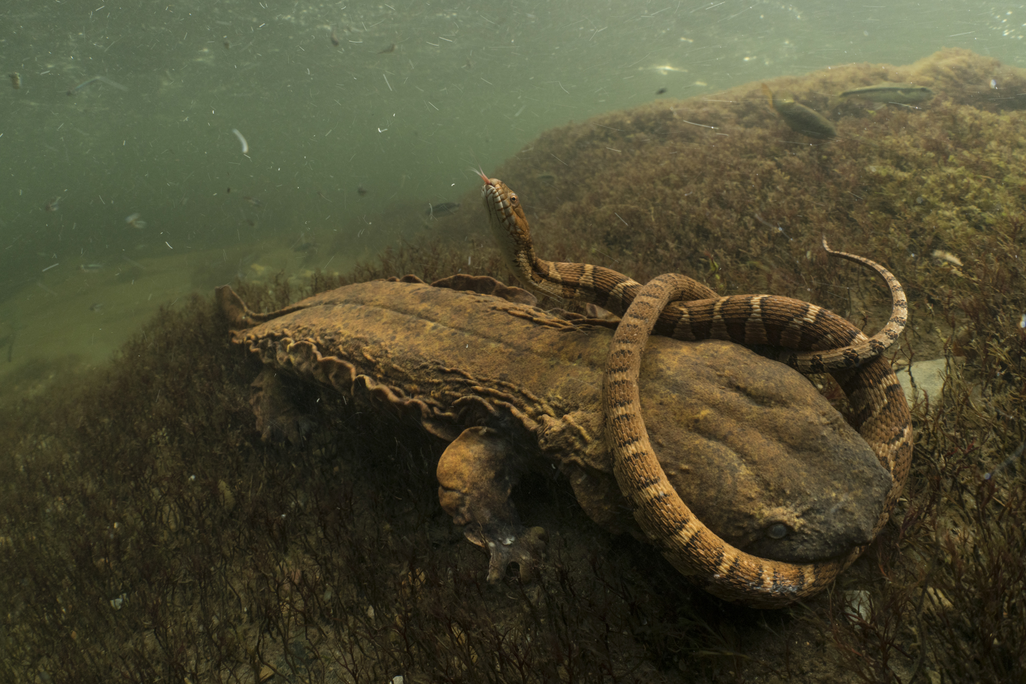 Water Moccasin Nest Underwater