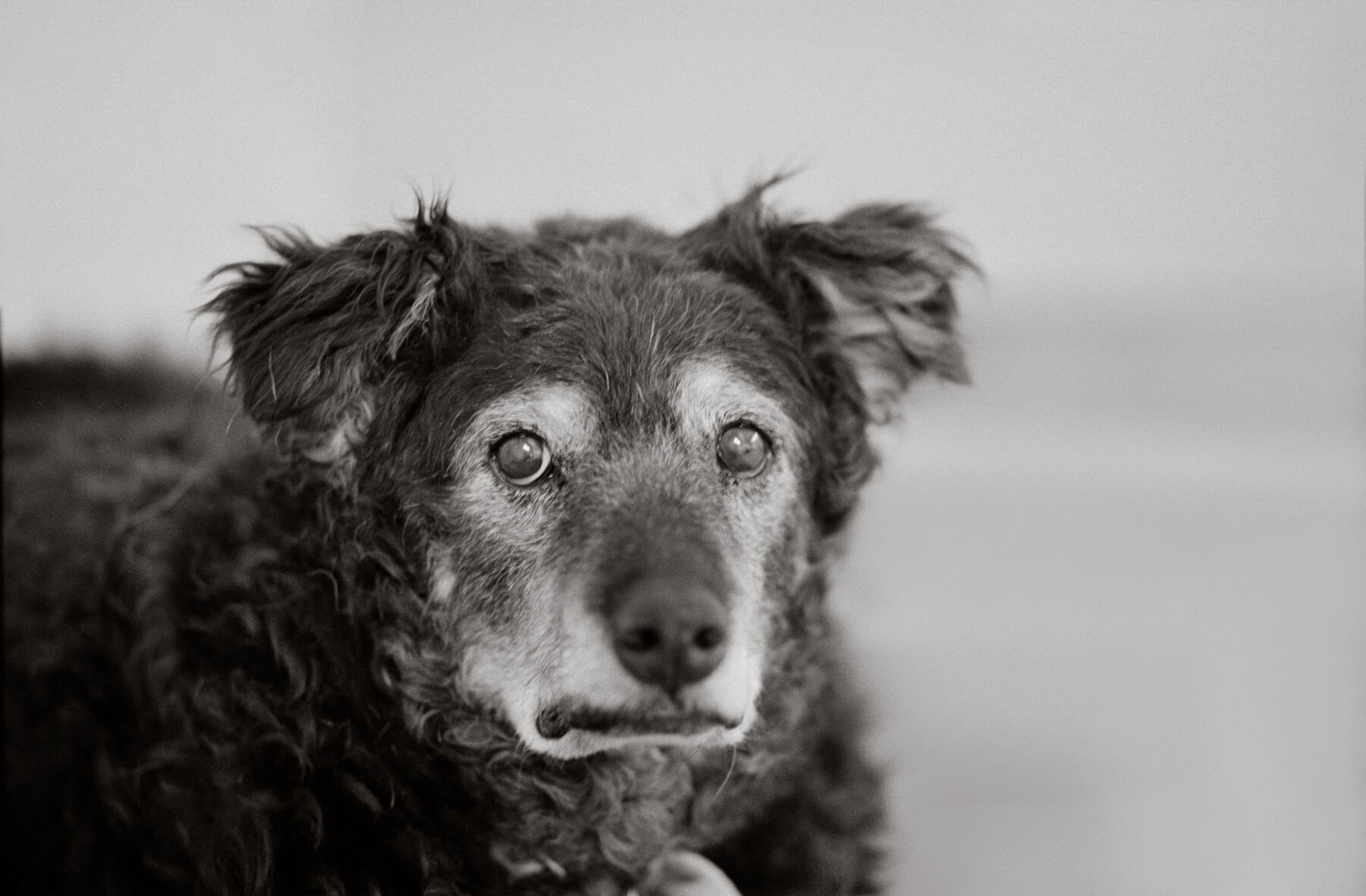 5 Dog Photographers Capture the Beauty of Elderly Dogs